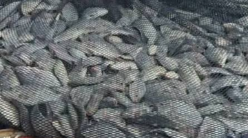 BURKINA FASO – SOUVERAINETÉ ALIMENTAIRE : À Yacouta, le Sahel récolte désormais ses propres poissons