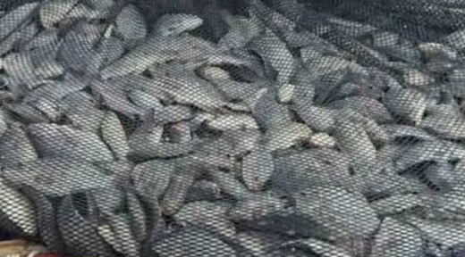BURKINA FASO – SOUVERAINETÉ ALIMENTAIRE : À Yacouta, le Sahel récolte désormais ses propres poissons